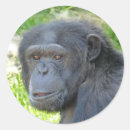 Recherche de tête singe autocollants Animal