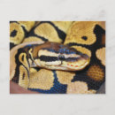 Recherche de python cartes postales Reptile