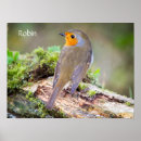 Recherche de blog posters Oiseau