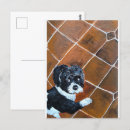 Recherche de tzus de shih cartes postales Dog