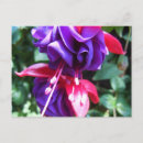 Recherche de fuschia cartes postales Fuschie