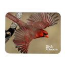 Recherche de rouge dirigé Birding