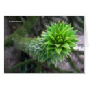 Recherche de monkey photographie Monkey puzzee tree