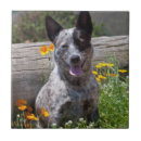 Recherche de assis carreaux Dog