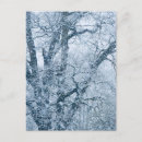Recherche de chene cartes postales Arbre