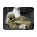 Recherche de poule magnets Oiseau