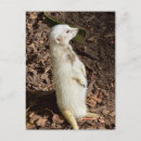 Recherche de suricates cartes postales Faune