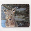 Recherche de coyote tapis souris Animal