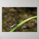 Recherche de mouche de dragon posters Nature
