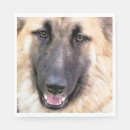 Recherche de berger allemand serviettes Gsd