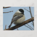 Recherche de oiseaux chanteurs cartes postales Photographie de la nature