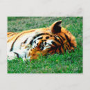 Recherche de sieste cartes postales Repos