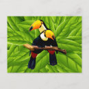 Recherche de oiseau toucan cartes postales Amérique du sud