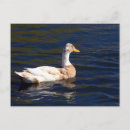 Recherche de la pie cartes postales Blanc