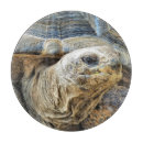 Recherche de tortue planches à découper Mignon