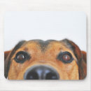 Recherche de chien tapis souris Animal de compagnie