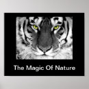 Recherche de tigres blancs posters Animaux sauvages