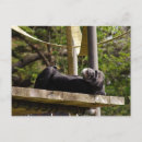 Recherche de chimpanzee cartes postales Primate