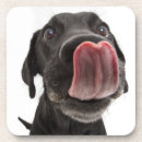 Recherche de nez dessous de verres Chiot