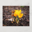 Recherche de fleurs de crocus cartes postales Printemps