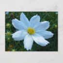 Recherche de fleur cosmos cartes postales Photographie florale