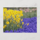 Recherche de muscari cartes postales Hollande