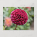 Recherche de fuschia cartes postales Fleur