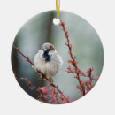 Recherche de moineaux ornements Observation des oiseaux