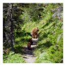 Recherche de ours brun posters Nature
