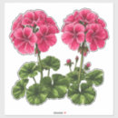Recherche de géranium autocollants Floraison