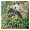 Recherche de pandas carreaux Animaux