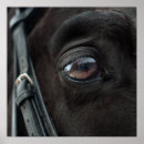 Recherche de oeil de cheval posters Nature
