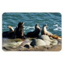 Recherche de otarie magnets Faune