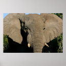 Recherche de défenses posters Mur