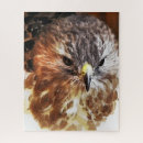 Recherche de hawk puzzles Oiseaux