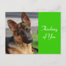 Recherche de chiot berger allemand cartes postales Chiots