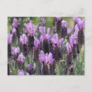 Recherche de fleurs lavande cartes postales Printemps