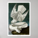 Recherche de gyrfalcon posters Oiseaux