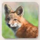 Recherche de kit dessous de verres Renard