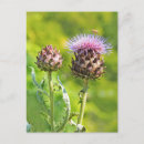 Recherche de artichoke cartes postales Floral