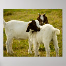 Recherche de chevre posters Herbe