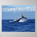 Recherche de queue baleines posters Vie marine