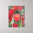 Recherche de copie de tulipe Rouge