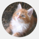 Recherche de chaton autocollants Chat tigré