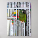 Recherche de cage oiseaux posters Animaux