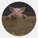 Recherche de porcelet autocollants Ferme