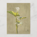 Recherche de callas cartes postales Fleur