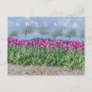 Recherche de tulipe cartes postales Holland