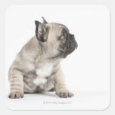 Recherche de concentration autocollants Animal