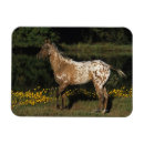 Recherche de plomb magnets Lac